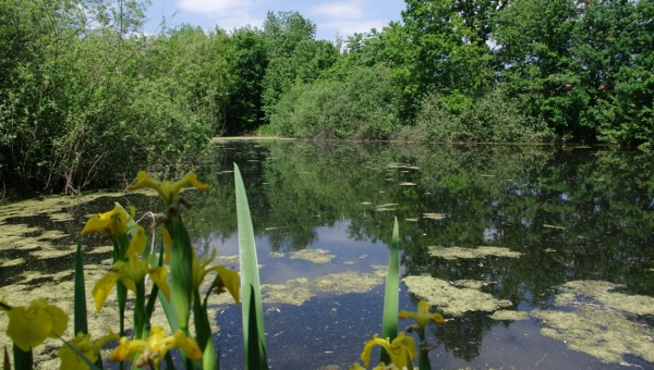 Milíčovské rybníky pohledem Vladimíra Špidly. Komentovaná procházka po přírodní památce s debatou 